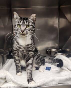 Lily -  Domestic Short Hair Cat for Adoption in Clayton, New Jersey - Lily | PetCurious