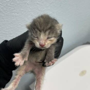 Negroni -  Domestic Short Hair Cat for Adoption in Riverside, California - Negroni | PetCurious
