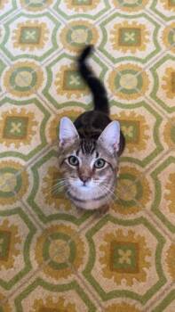 Bubba -  Domestic Short Hair Cat for Adoption in Troy, Alabama - Bubba | PetCurious