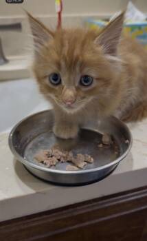 Domestic Medium Hair Cats Available for Adoption in Long Beach, California - Graham | PetCurious