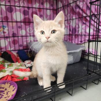 Rescue Domestic Short Hair Cats for Adoption in Monroe, Michigan - Pilgrim | PetCurious