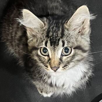 Radar Frankie -  Domestic Medium Hair Cat for Adoption in Cartersville, Georgia - Radar Frankie | PetCurious