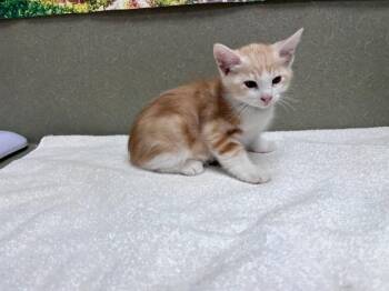 A551536 -  Domestic Short Hair Cat for Adoption in Moreno Valley, California - A551536 | PetCurious