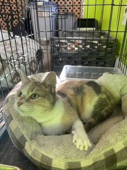 Domestic Short Hair Cats Available for Adoption - Niridia | PetCurious