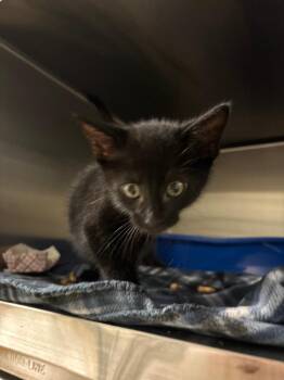 Kylo -  Domestic Short Hair Cat for Adoption in Ocala, Florida - Kylo | PetCurious