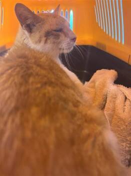 Rescue Domestic Short Hair Cats for Adoption in West Chester, Pennsylvania - Hayze | PetCurious