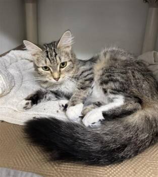 SHEDY -  Domestic Long Hair Cat for Adoption in Boston, Massachusetts - SHEDY | PetCurious