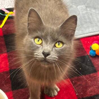 Pusheen -  Domestic Long Hair Cat for Adoption in Mebane, North Carolina - Pusheen | PetCurious