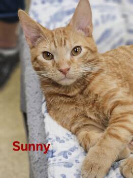 Munchkin and Tabby Cats Available for Adoption - Sunny | PetCurious