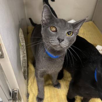 Dodge -  Domestic Short Hair Cat for Adoption in Fairport, New York - Dodge | PetCurious