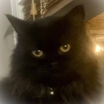 Chanel - Courtesy Post -  Domestic Long Hair Cat for Adoption in Waynesville, North Carolina - Chanel - Courtesy Post | PetCurious