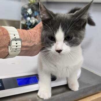 Domestic Short Hair Cats Available for Adoption in Madisonville, Tennessee - Lewey | PetCurious