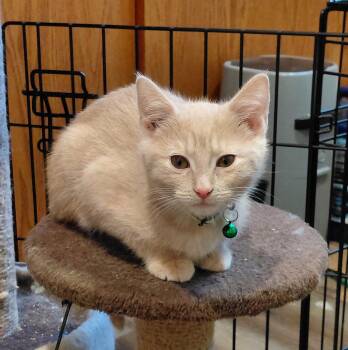 Wrigley (Lee) -  Domestic Short Hair Cat for Adoption in Littlestown, Pennsylvania - Wrigley (Lee) | PetCurious