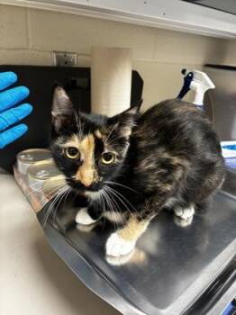 Fairy -  Domestic Short Hair Cat for Adoption in Wichita, Kansas - Fairy | PetCurious