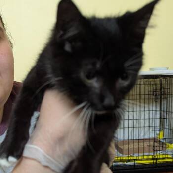 Wishley -  Domestic Short Hair Cat for Adoption in Lynchburg, Virginia - Wishley | PetCurious