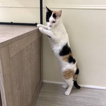 Calico Cats Available for Adoption - Elsa | PetCurious
