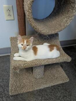 BILLIE -  Domestic Short Hair Cat for Adoption in Brunswick, Georgia - BILLIE | PetCurious