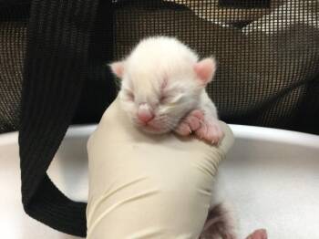 INK -  Domestic Short Hair Cat for Adoption in Thousand Palms, California - INK | PetCurious