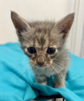 Rescue Domestic Short Hair Cats for Adoption in Mobile, Alabama - Hazel | PetCurious