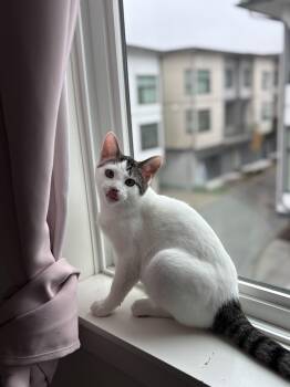 Rescue Domestic Short Hair Cats for Adoption in Burnaby, British Columbia - Toothless | PetCurious