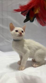 Ciabatta -  Domestic Short Hair Cat for Adoption in Fullerton, California - Ciabatta | PetCurious