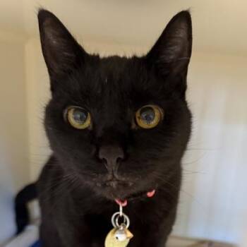 Spookie Do -  Domestic Short Hair Cat for Adoption in Lansing, Michigan - Spookie Do | PetCurious