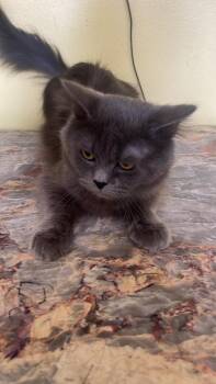 Rescue Russian Blue and Nebelung Cats for Adoption in Brampton, Ontario - Solly | PetCurious