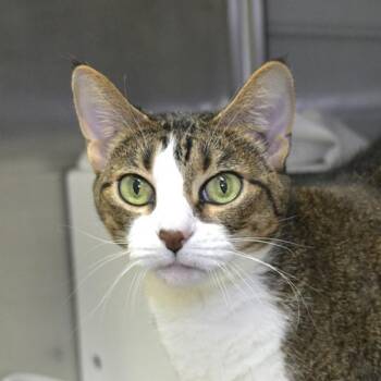 Domestic Short Hair Cats Available for Adoption - Chili Pepper | PetCurious