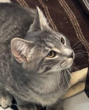 Brooklyn 783-26 -  Domestic Short Hair Cat for Adoption in Cumming, Georgia - Brooklyn 783-26 | PetCurious