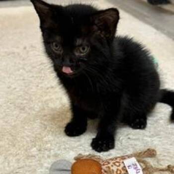 Viper -  Domestic Short Hair Cat for Adoption in North Myrtle Beach, South Carolina - Viper | PetCurious