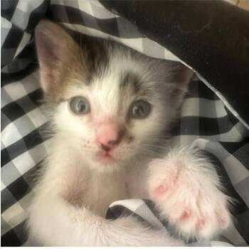George Jones -  Tabby Cat for Adoption in Trophy Club, Texas - George Jones | PetCurious