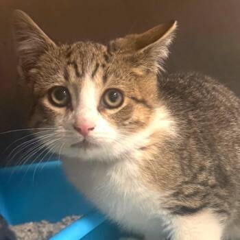 Domestic Short Hair Cats Available for Adoption - Strawberry | PetCurious