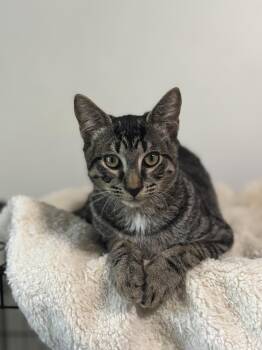 Rescue Domestic Short Hair Cats for Adoption in Sugar Land, Texas - Pebble | PetCurious