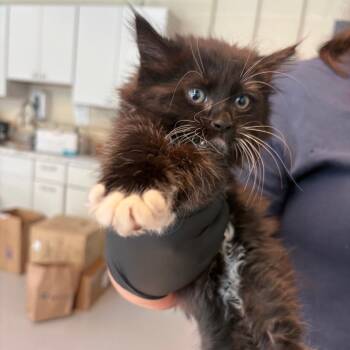 Domestic Medium Hair Cats Available for Adoption in Huntington, West Virginia - Cleo | PetCurious