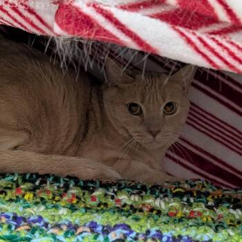 Uri -  Domestic Long Hair Cat for Adoption in Las Vegas, Nevada - Uri | PetCurious