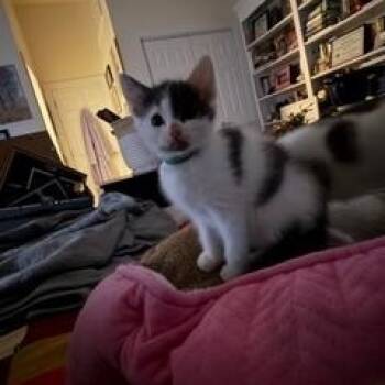 Domestic Short Hair Cats Available for Adoption - Tripel (AKA Tripp) | PetCurious