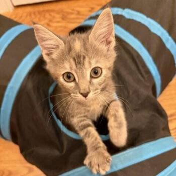 Begonia -  Domestic Short Hair Cat for Adoption in Candler, North Carolina - Begonia | PetCurious