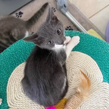 Oyster -  Domestic Short Hair Cat for Adoption - Oyster | PetCurious