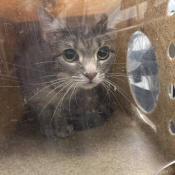 Noor -  Domestic Medium Hair Cat for Adoption in Philadelphia, Pennsylvania - Noor | PetCurious