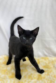 Griff -  Domestic Short Hair Cat for Adoption in Genoa, Illinois - Griff | PetCurious