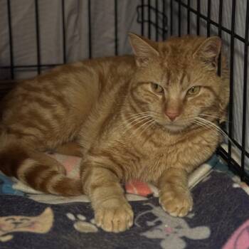 Domestic Short Hair Cats Available for Adoption - Tuna | PetCurious