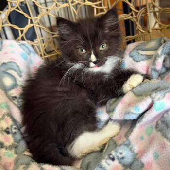 Carissa Miller -  Domestic Long Hair Cat for Adoption in Woodstock, Virginia - Carissa Miller | PetCurious