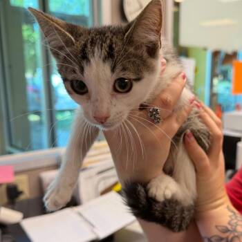 Stephen King -  Domestic Short Hair Cat for Adoption in Norman, Oklahoma - Stephen King | PetCurious