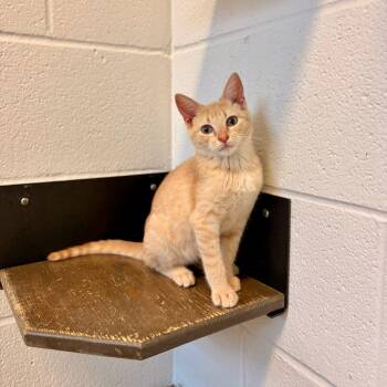 Aperol -  Domestic Short Hair Cat for Adoption in Carencro, Louisiana - Aperol | PetCurious