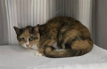 BABY GIRL -  Domestic Medium Hair Cat for Adoption in Derwood, Maryland - BABY GIRL | PetCurious
