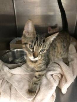 Kira -  Domestic Short Hair Cat for Adoption in El Paso, Texas - Kira | PetCurious