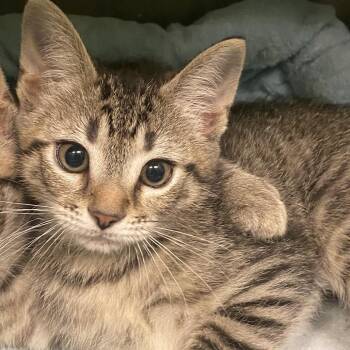 Domestic Short Hair Cats Available for Adoption in Dayton, Ohio - Leia | PetCurious