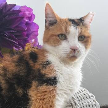 Taqueria 56112 -  Domestic Short Hair Cat for Adoption in Eaton Rapids, Michigan - Taqueria 56112 | PetCurious