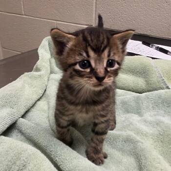 Maximus -  Domestic Short Hair Cat for Adoption in Bristol, Indiana - Maximus | PetCurious