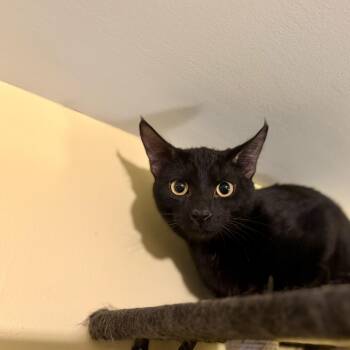 Ranger -  Domestic Short Hair Cat for Adoption in Greensboro, North Carolina - Ranger | PetCurious